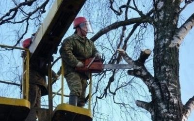 Спил и вырубка деревьев - Казань, цены, предложения специалистов