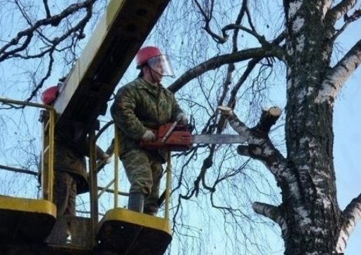 Спил и вырубка деревьев стоимость услуг и где заказать - Казань