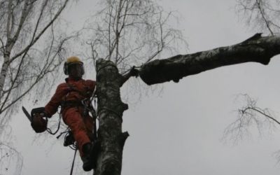 Спил и вырубка деревьев - Казань, цены, предложения специалистов