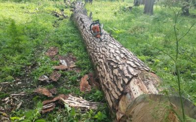 Спил и вырубка деревьев, корчевание пней - Альметьевск, цены, предложения специалистов