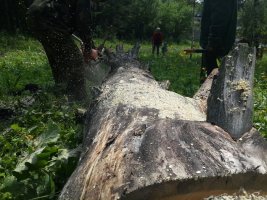 Спил и вырубка деревьев, корчевание пней стоимость услуг и где заказать - Альметьевск